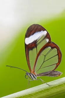Glasswing butterfly (Greta oto) resting on leaf. Captive