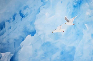 Two Glaucous gulls (Larus hyperboreus) flying past a glacier, Spitsbergen, Svalbard
