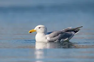 Seagulls Prints: Glaucous-winged gull (Larus glaucescens) on water in harbour, Homer, Alaska, USA. June