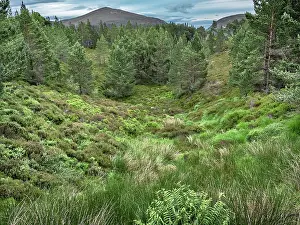 Gymnosperm Prints: A glen with Scots pine (Pinus sylvestris) trees and view of the Cairngorm mountains