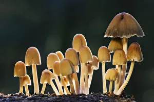 Growth Prints: Glistening ink caps (Coprinus micaceus) Bolderwood, New Forest National Park, Hampshire