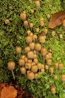 Growth Prints: Glistening inkcap (Coprinellus micaceus) growing on Beech stump
