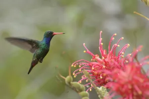 Australia Collection: Glittering-bellied Emerald (Chlorostilbon lucidus) in flight to Grevillea banksii flowers