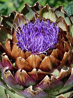 Somerset Prints: Globe artichoke (Cynara cardunculus) flowering in a kitchen garden