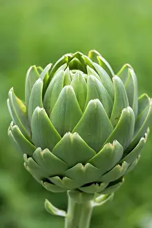 Bretagne Prints: Globe artichoke (Cynara cardunculus var)