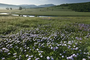 Globe daisy (Globularia meridionalis) flowers by the Sturba River, Southern Livanjsko Polje