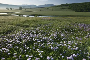 Elio Della Ferrera Prints: Globe daisy (Globularia meridionalis) flowers by the Sturba River