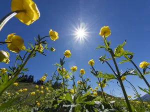 2018 October Highlights Prints: Globe flowers (Trollius europaeus) and bright sunshine, Augstmatthorn Mountain, Swiss Alps