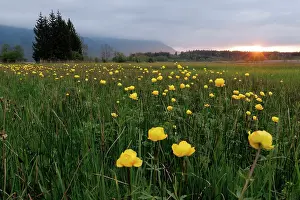 Ranunculaceae Prints: Globe flowers (Trollius europaeus) flowering in grassland at dusk