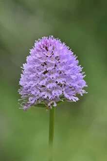 Orchidaceae Gallery: Globe orchid (Traunsteinera globosa) near Lac du Bornon, Mercantour National Park