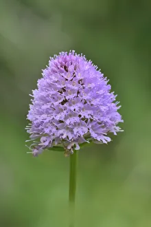 Globe orchid (Traunsteinera globosa) near Lac du Bornon, Mercantour National Park