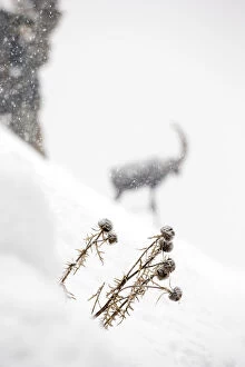 Globe Thistle (Echinops ritro), dead in winter landscape with Alpine ibex (Capra