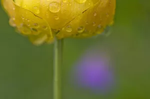 Droplets Gallery: Globeflower (Trollius europaeus) in flower with water droplets on petals, Liechtenstein