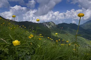 Images Dated 29th June 2009: Globeflowers (Trollius europaeus) flowering, Liechtenstein, June 2009