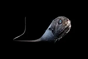 Deep Sea Prints: Globehead grenadier (Cetonurus globiceps) portrait