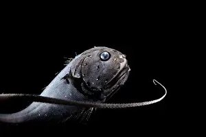 Deep Sea Prints: Globehead grenadier (Cetonurus globiceps) portrait