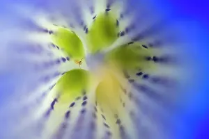 Petal Prints: Globular springtail (Sminthuridae) inside a Trumpet Gentian flower (Gentiana acaulis)