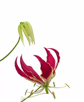 Anther Gallery: Glory lily (Gloriosa superba) bud and flower with reflexed petals and trifid stigma