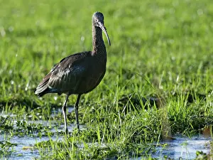 Somerset Prints: Glossy ibis (Plegadis falcinellus) foraging on partly frozen