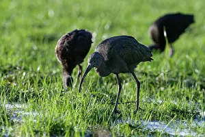 Somerset Prints: Three Glossy ibis (Plegadis falcinellus) foraging on partly frozen
