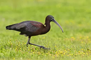 March 2021 Highlights Gallery: Glossy ibis (Plegadis falcinellus) in marshland. Donana National Park, Spain