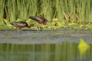 Glossy Ibises (Plegadis falcinellus) foraging in the Danube Delta, Romania. June