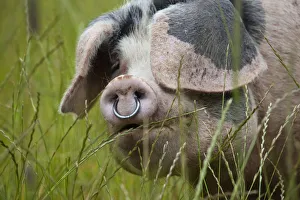 Pig Prints: Gloucester old spot domestic pig (Sus scrofa domestica) head portrait with ring through snout