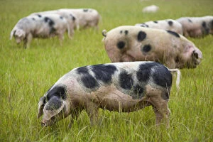 Pigs Gallery: Gloucester old spot domestic pigs (Sus scrofa domestica) ears covering eyes, freerange in field, UK