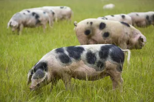 Suids Prints: Gloucester old spot domestic pigs (Sus scrofa domestica) ears covering eyes