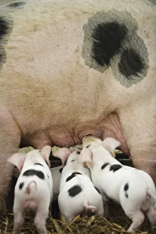 Cotswolds Prints: Gloucester old spot piglets (Sus scrofa domestica) suckling at the Cotswold Farm Show
