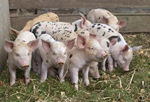 Pigs Gallery: Gloucester Oldspot Piglets (Sus scrofa domestica) in sty. UK