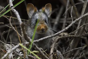 Ochotona Prints: Glovers pika (Ochotona gloveri), Baixha Valley, Tibetan Plateau, Qinghai, China