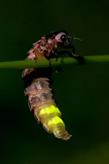 Glow worm (Lampyris noctiluca) climbing on stem of grass, with tail emitting bioluminescence