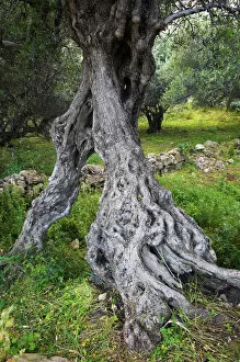 Nature's Last Paradises Collection: Gnarled trunk of an Olive tree (Olea europea) Kolimvaro, Crete, Greece, April 2009