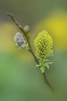 Malpighiales Prints: Goat willow (Salix caprea) emerging catkins