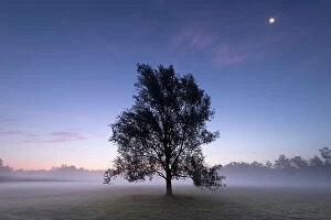 Goat willow (Salix caprea) in mist at dawn, full moon in sky. Klein Schietveld, Brasschaat
