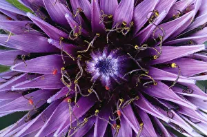 Peter Lilja Prints: Goats beard / Salsify (Tragopogon sinuatus) close-up of flower head, Prina, Crete