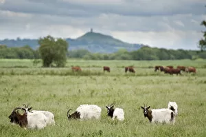 Images Dated 22nd June 2011: Goats and Cattle grazing on farmland at Shapwick Heath (Somerset Wildlife Trust) Nature Reserve