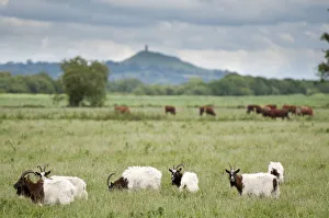 Goats and Cattle grazing on farmland at Shapwick Heath (Somerset Wildlife Trust) Nature Reserve