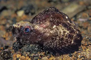 Scorpionfish Prints: Goblinfish (Glyptauchen panduratus) portrait, Edithburgh, South Australia, Pacific Ocean