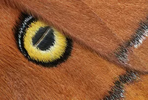 Godmans silkmoth (Antheraea godmani) close up of eye spot on wing, Chiriqui Province