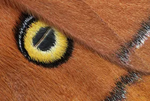 Saturniid Prints: Godmans silkmoth (Antheraea godmani) close up of eye spot on wing, Chiriqui Province