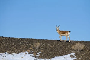 Goitered or Black-tailed gazelle (Gazella subgutturosa) male