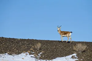 Gazella Prints: Goitered or Black-tailed gazelle (Gazella subgutturosa) male