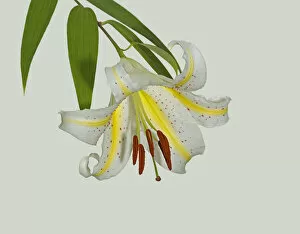 Gold band lily (Lilium auratum) flower. Yellow nectar guides lead pollinators to nectaries