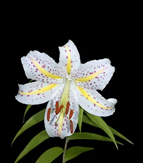 Liliaceae Prints: Gold band lily (Lilium auratum) with yellow nectar guides. In cultivation. Native to Japan