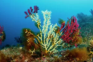 October 2022 Highlights Collection: Gold coral (Savalia Savaglia) colonising Red gorgonian (Paramuricea clavata)