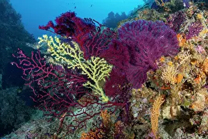 Croatia Prints: Gold coral (Savalia savaglia) covering a part of Red sea fan