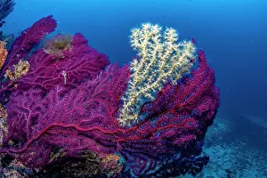 Croatia Prints: Gold coral (Savalia savaglia) covering a part of Red sea fan