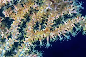 Croatia Prints: Gold coral (Savalia savaglia) polyps detail, Vis Island, Croatia, Adriatic Sea